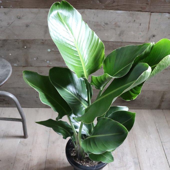 オーガスタ 大きな観葉植物 ストレチア 極楽鳥花 観葉植物 : パリ