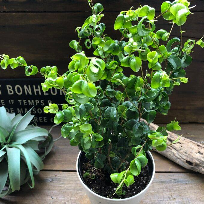 ベンジャミンバロック 大苗 観葉植物 インテリア（Yahoo!・パリジェンヌ）