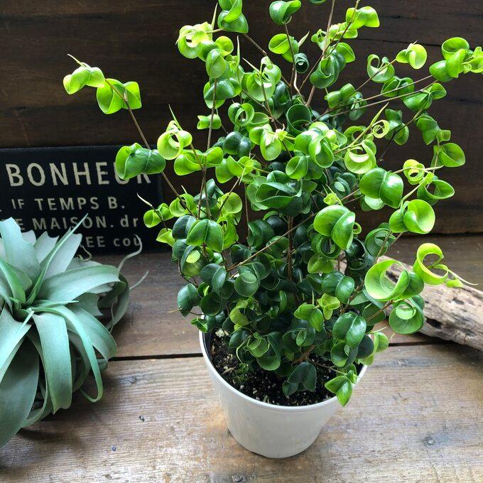ベンジャミンバロック 大苗 観葉植物 インテリア : パリジェンヌ