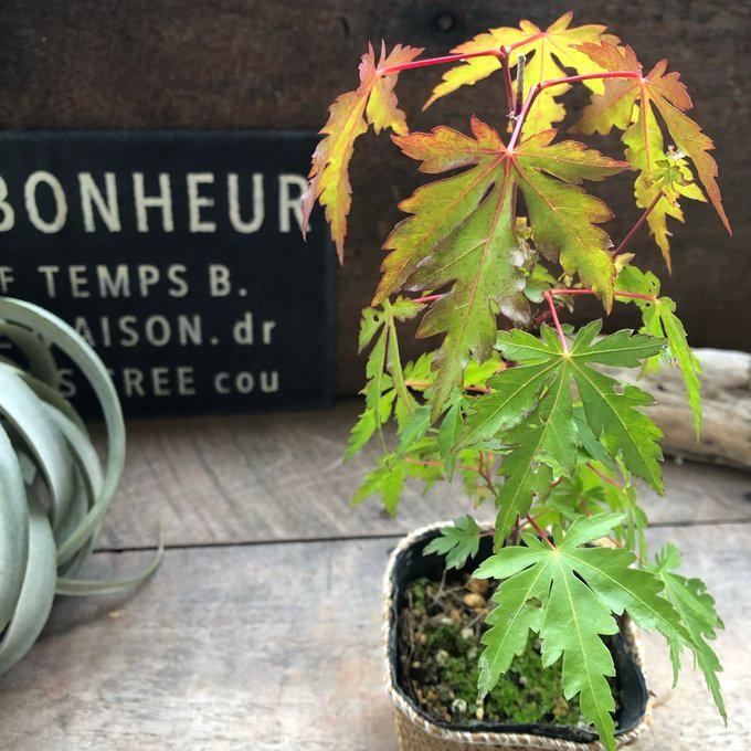 537円 倉庫 紅葉 山モミジの盆栽 可愛いミニサイズ 観葉植物