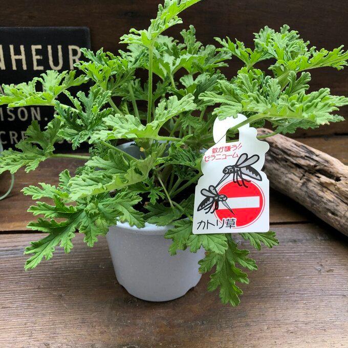 贅沢 蚊取草 蚊を寄せ付けないハーブ ゼラニューム ハーブ