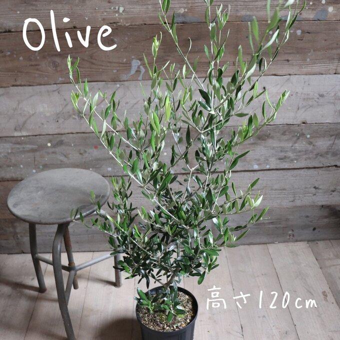 プレゼント 産地直送 オリーブ シンボルツリーに 大サイズ 観葉植物