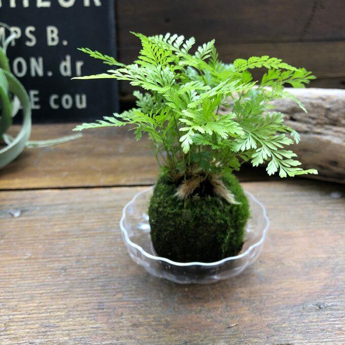 ダバリア苔玉仕立て 涼しげ シダ 観葉植物 12周年記念イベントが