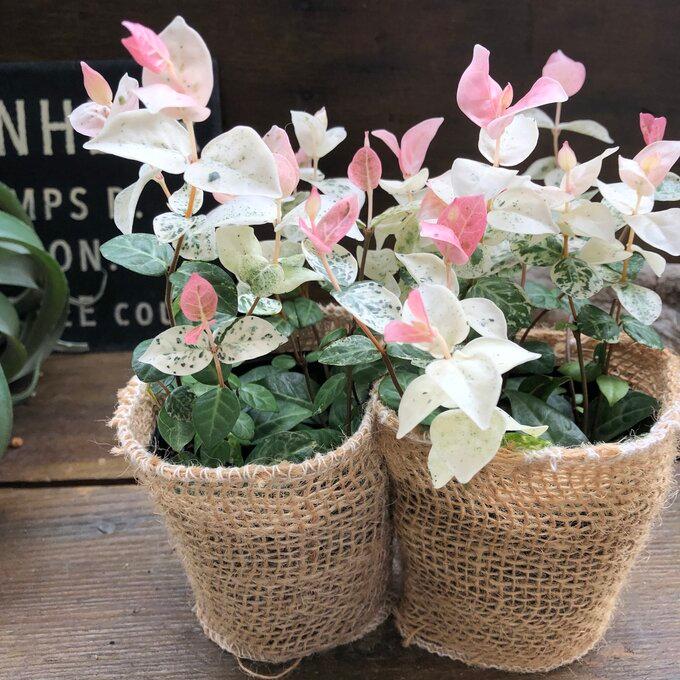 No1―No2 大型株ハツユキカヅラ観葉植物 緑とピンクの葉 約55cm〜大迫力 はgsf.jpg