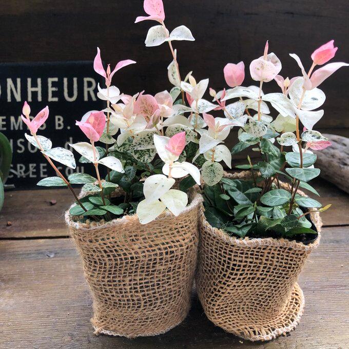 2個セット 初雪カズラ ピンクと白 寄せ植えに ガーデニング 観葉植物