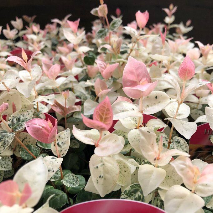2個セット 初雪カズラ ピンクと白 寄せ植えに ガーデニング 観葉植物