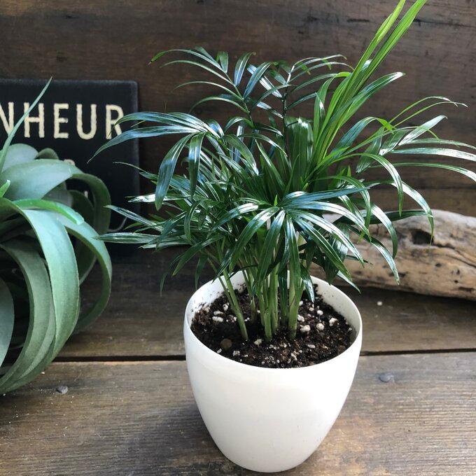 テーブルヤシ 白鉢 チャメドレア テーブルに 観葉植物 インテリア