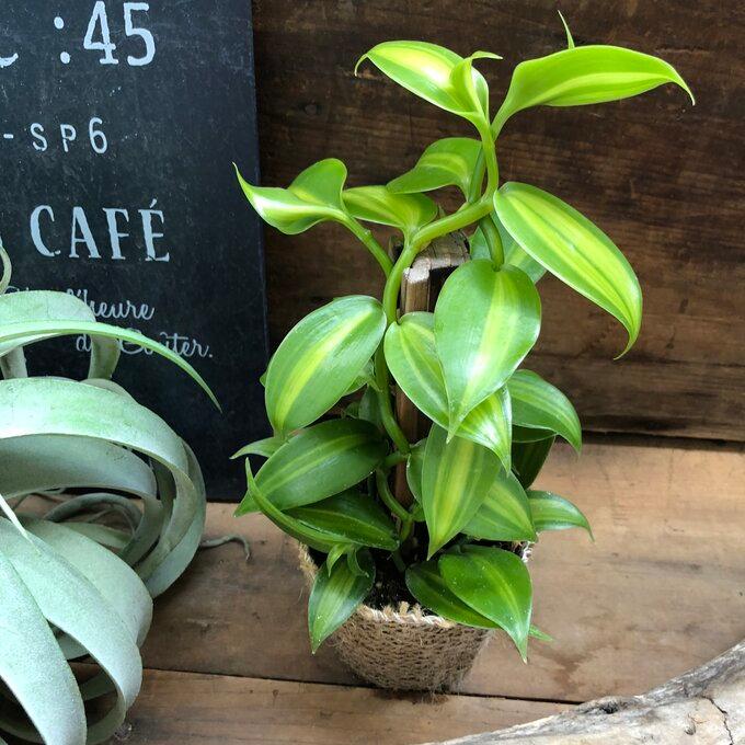へご仕立て バニラの木 甘くなる香りのもと つる性の観葉植物（Yahoo!・パリジェンヌ）
