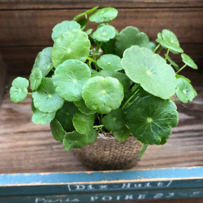 水の中で育ちます　ウォーターマッシュルーム　ガーデニング　水生植物（Yahoo!・パリジェンヌ）
