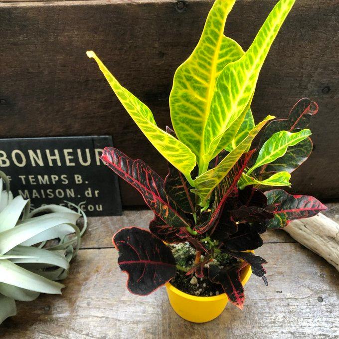 エクセレント クロトン 綺麗な観葉植物 インテリア : パリジェンヌ