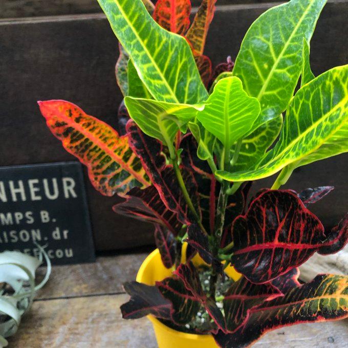 エクセレント クロトン 綺麗な観葉植物 インテリア : パリジェンヌ