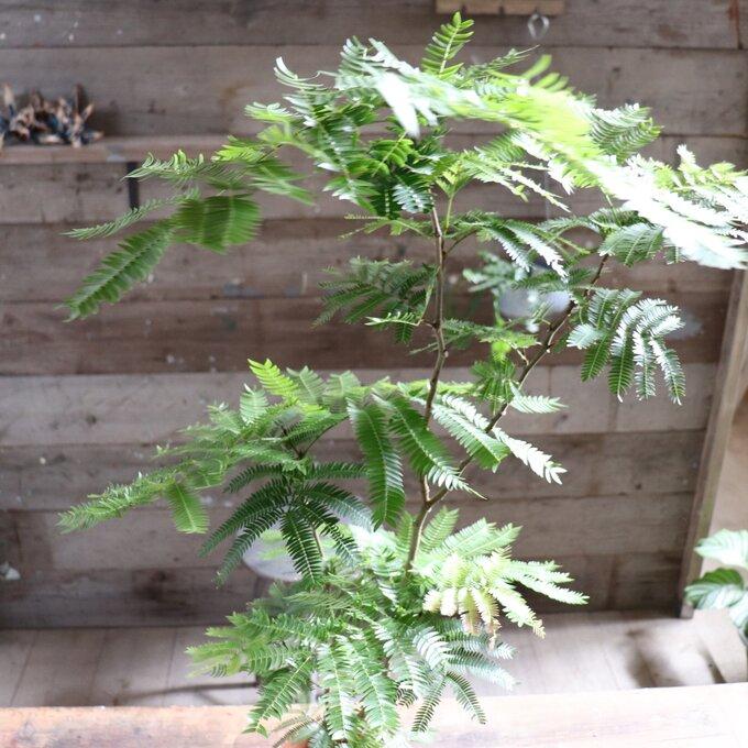 エバーフレッシュ 6号 空気清浄の木 夜眠る 観葉植物 ガーデニング