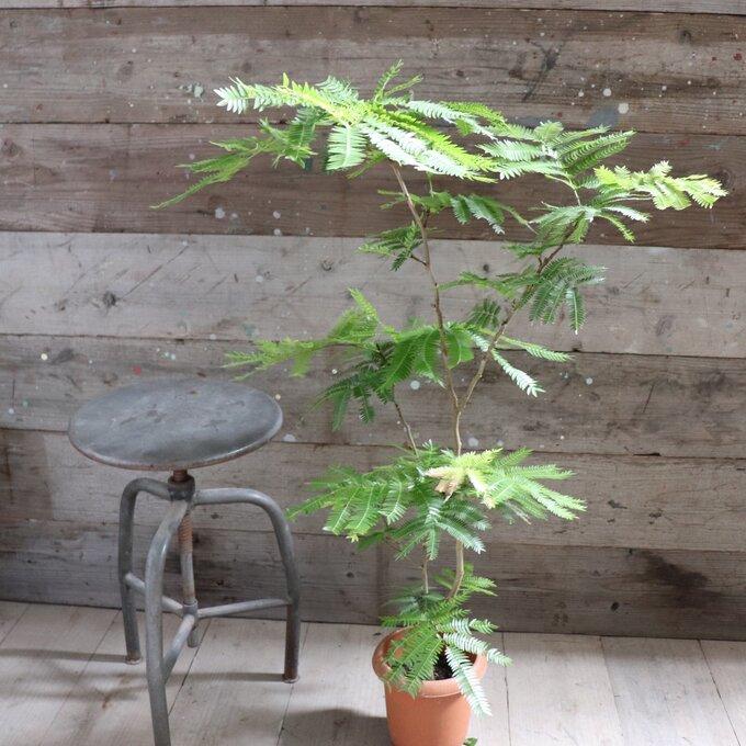 エバーフレッシュ 6号 空気清浄の木 夜眠る 観葉植物 ガーデニング