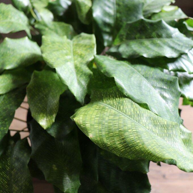 ムサイカ カラテア 7号 幾何学模様 観葉植物 インテリア : パリ