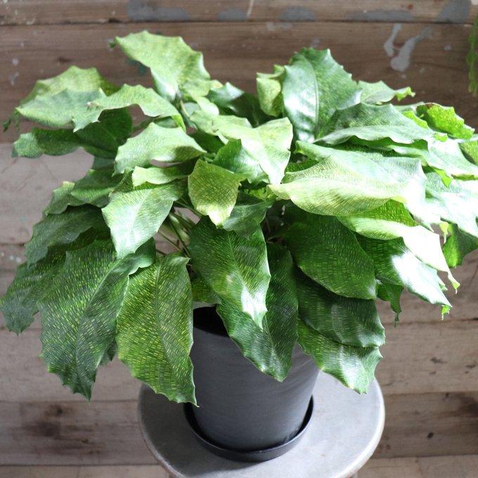 新品　観葉植物　流通量側少ない珍しい品種　カラテア、ムサイカ ムサイカ カラテア 7号 幾何学模様 観葉植物 インテリア : パリ