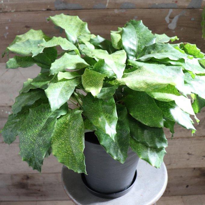 新品　観葉植物　流通量側少ない珍しい品種　カラテア、ムサイカ ムサイカ カラテア 7号 幾何学模様 観葉植物 インテリア : パリ