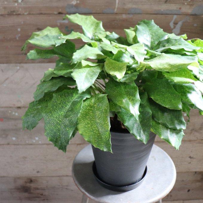 ムサイカ カラテア 7号 幾何学模様 観葉植物 インテリア : パリ
