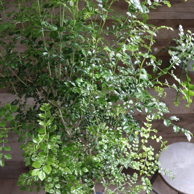 ♥大特価・特別販売特売・大量10本 ♥大絶賛中♥シマトネリコ苗木50～130㎝ ♥大特価・特別販売特売・大量10本 ♥大絶賛中♥シマトネリコ苗木50～130㎝