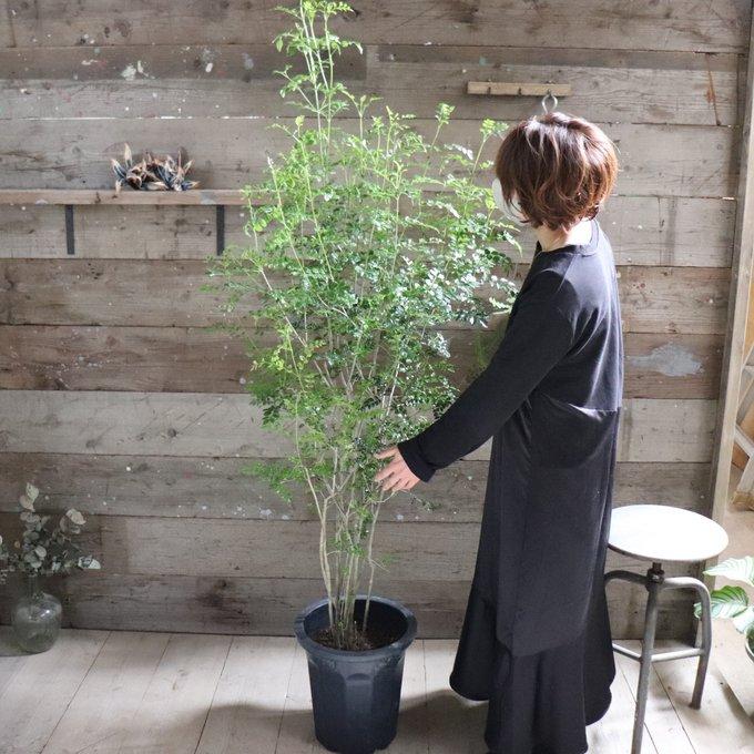 立派 シマトネリコ 10号 シンボルツリー 観葉植物 インテリア