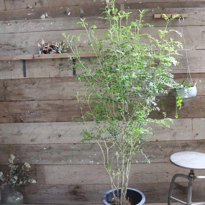 立派 シマトネリコ 10号 シンボルツリー 観葉植物 インテリア