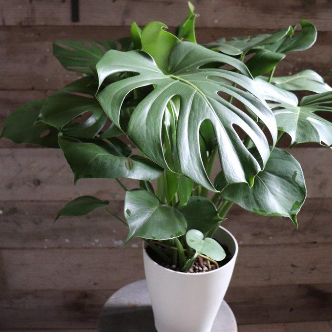 モンステラ 7号 観葉植物 立派 ガーデニング : パリジェンヌ - 通販