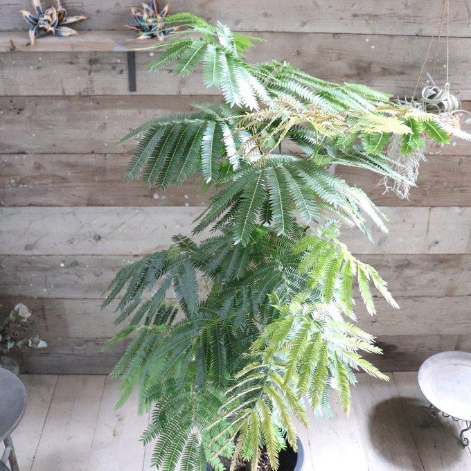 エバーフレッシュ 10号 空気清浄の木 夜眠る 観葉植物 ガーデニング