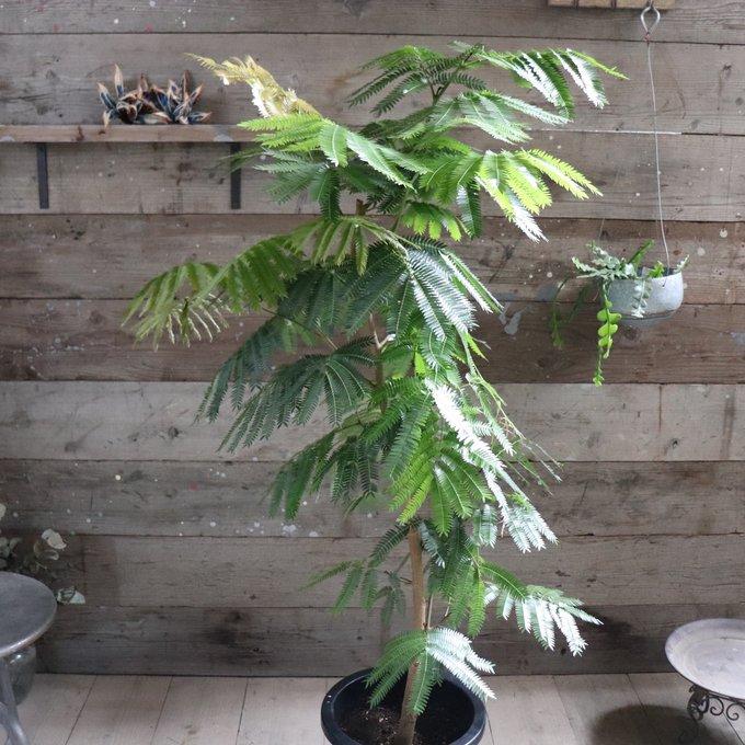 エバーフレッシュ 10号 空気清浄の木 夜眠る 観葉植物 ガーデニング
