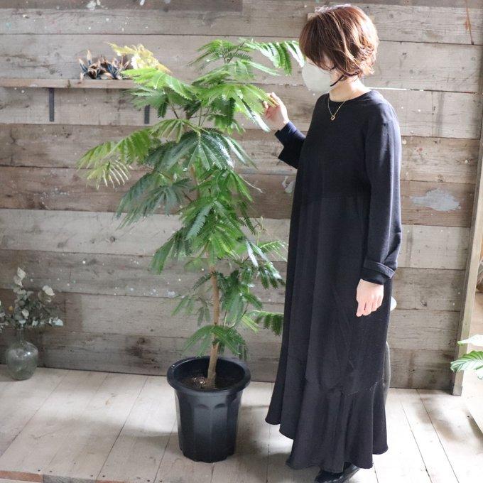 エバーフレッシュ 10号 空気清浄の木 夜眠る 観葉植物 ガーデニング 