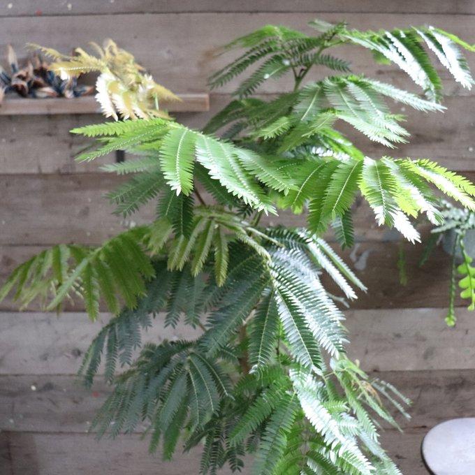 エバーフレッシュ　10号　空気清浄の木　夜眠る　観葉植物　ガーデニング_4