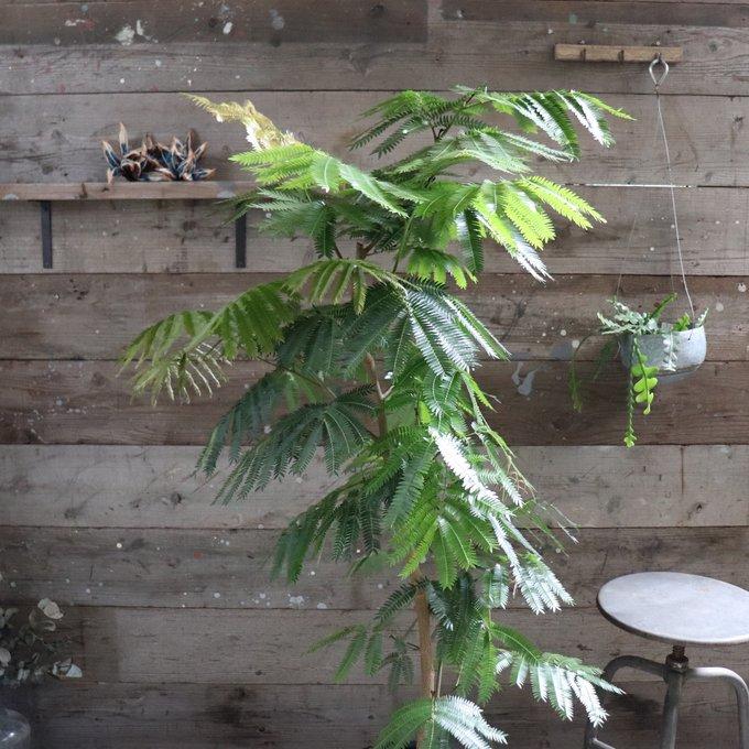 エバーフレッシュ　リビングサイズ　no15 エバーフレッシュ リビングサイズ no15