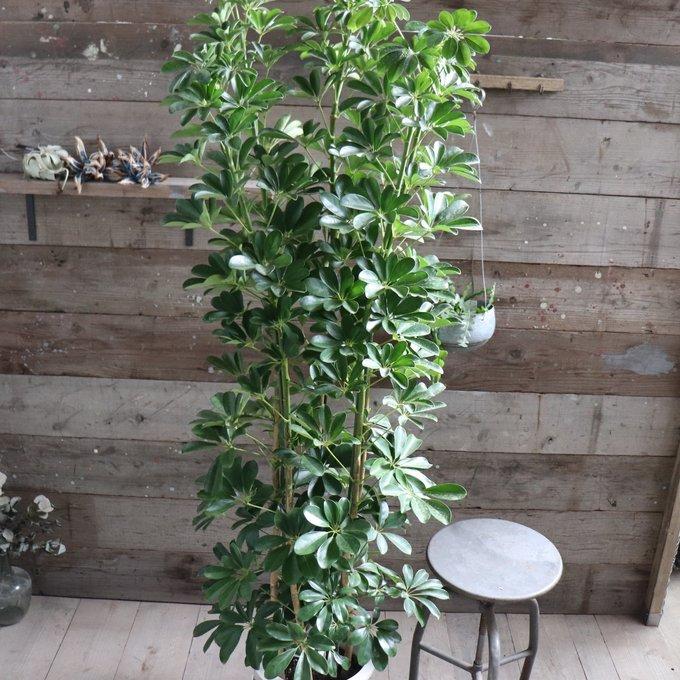 ホンコンカポック 10号 大苗 観葉植物 インテリア : パリジェンヌ