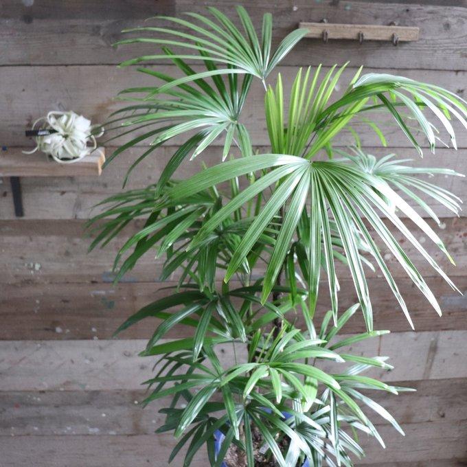 シュロチク 棕櫚竹 縁起物 風水 観葉植物 インテリア : パリジェンヌ