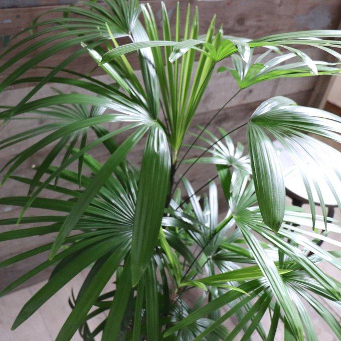 シュロチク 棕櫚竹 縁起物 風水 観葉植物 インテリア : パリジェンヌ