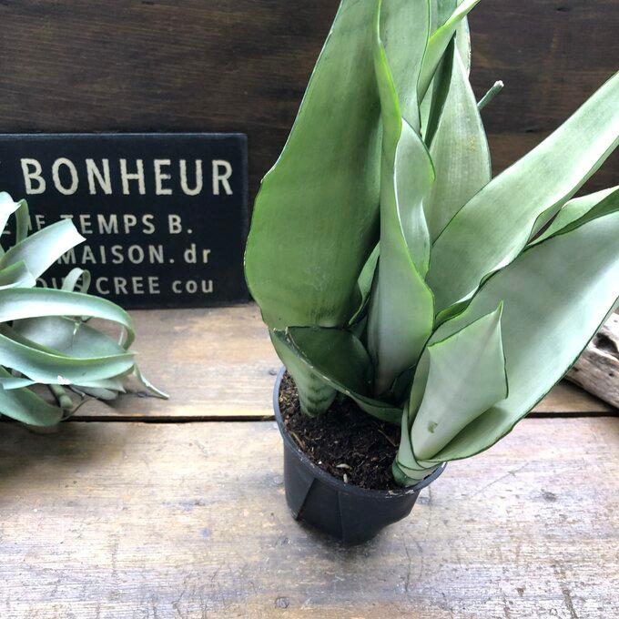 ムーンシャイン 5号 超希少 サンスベリア 観葉植物 空気清浄 : パリ