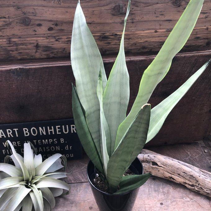 ムーンシャイン 5号 超希少 サンスベリア 観葉植物 空気清浄 : パリ