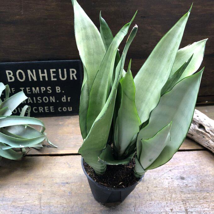 ムーンシャイン 5号 超希少 サンスベリア 観葉植物 空気清浄 : パリ