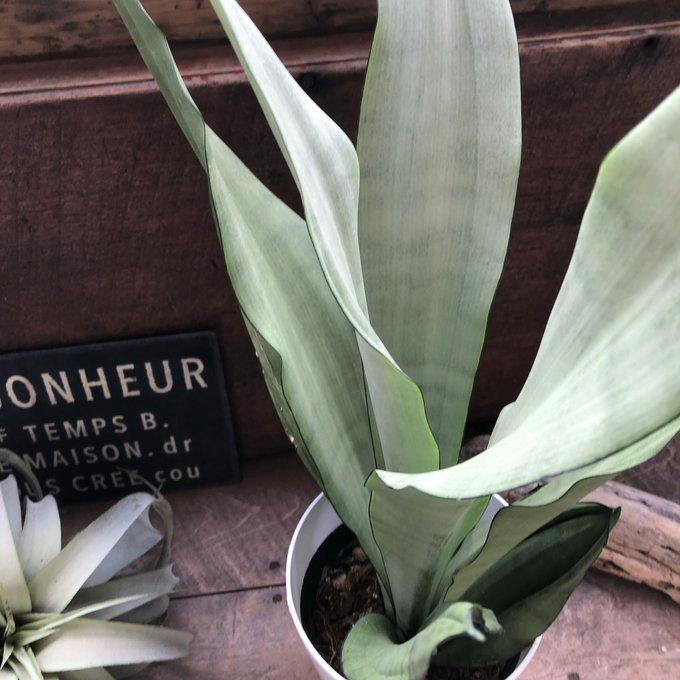 ムーンシャイン 5号 超希少 サンスベリア 観葉植物 空気清浄 : パリ