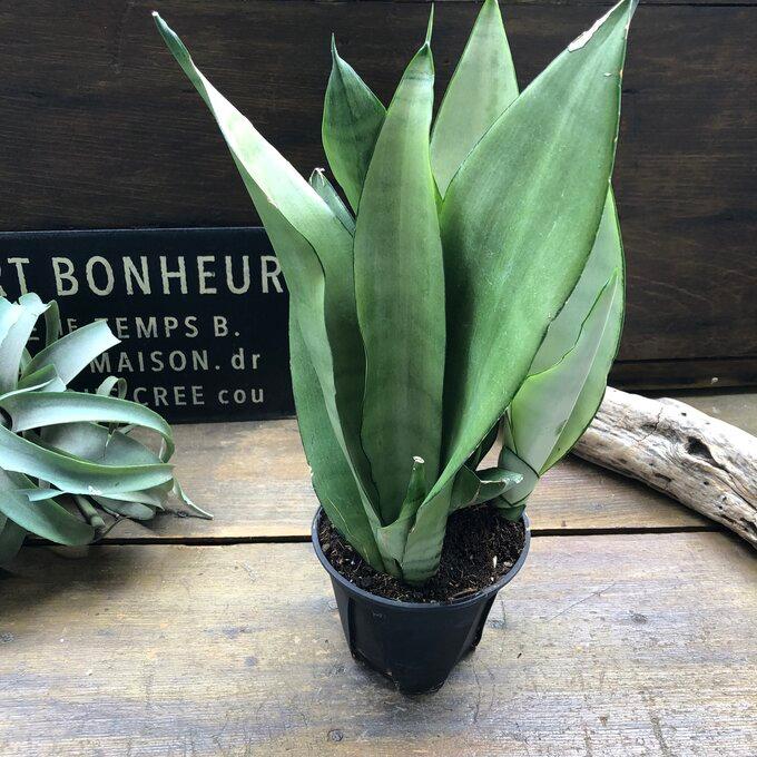 ムーンシャイン 5号 超希少 サンスベリア 観葉植物 空気清浄 : パリ