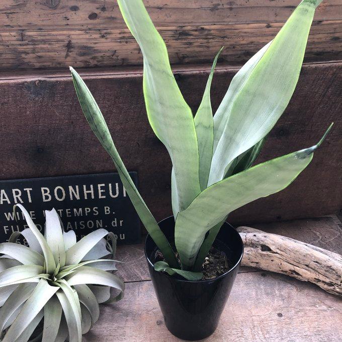 ムーンシャイン 5号 超希少 サンスベリア 観葉植物 空気清浄 : パリ