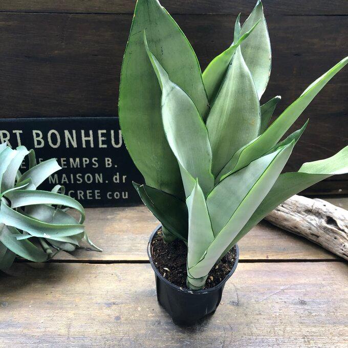 ムーンシャイン 5号 超希少 サンスベリア 観葉植物 空気清浄 : パリ