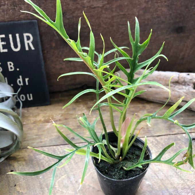 トータム フィロデンドロン 細葉 切れ込み 観葉植物 : パリジェンヌ
