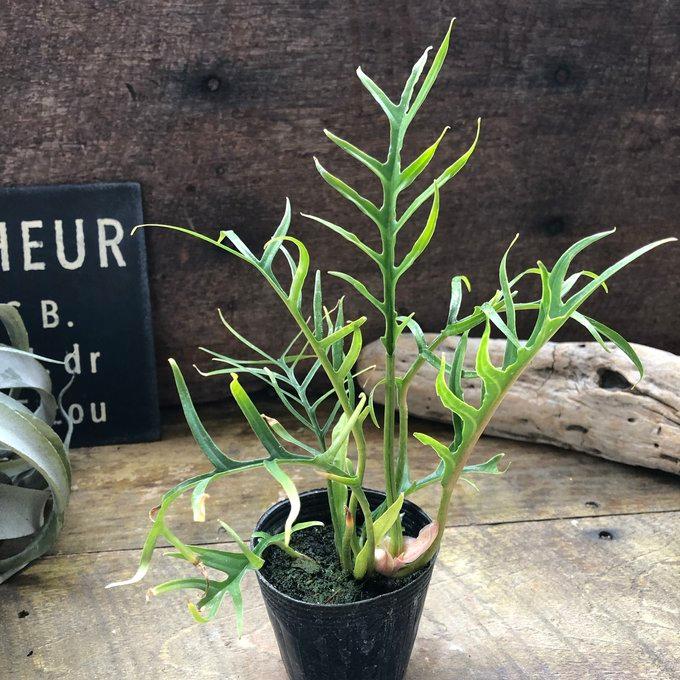 トータム フィロデンドロン 細葉 切れ込み 観葉植物 : パリジェンヌ