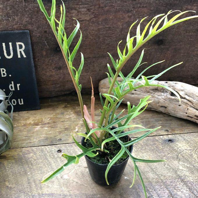 トータム フィロデンドロン 細葉 切れ込み 観葉植物 : パリジェンヌ