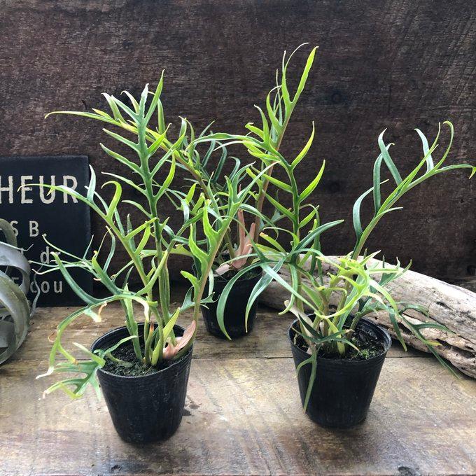 トータム フィロデンドロン 細葉 切れ込み 観葉植物 : パリジェンヌ