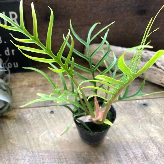トータム フィロデンドロン 細葉 切れ込み 観葉植物 : パリジェンヌ