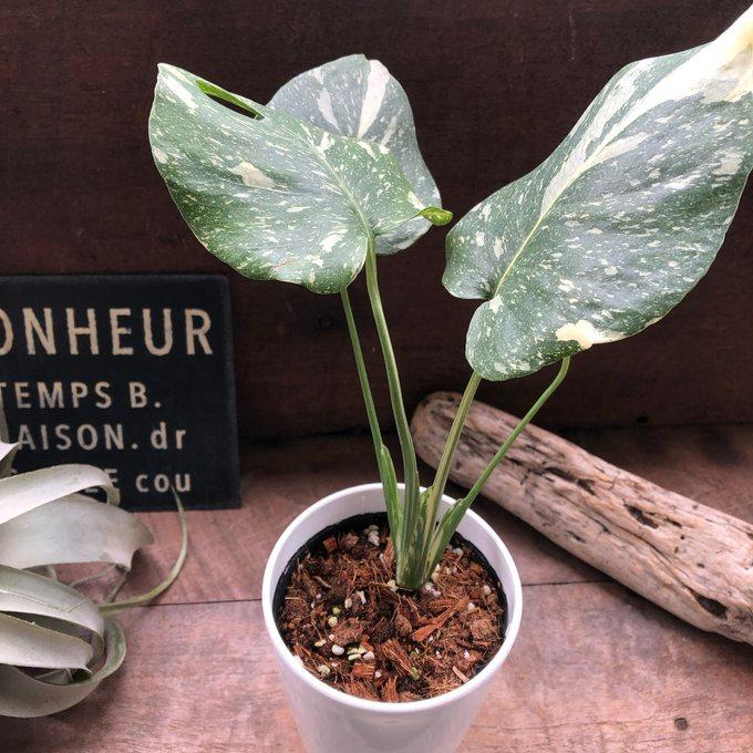 斑入りモンステラ 希少 立派な観葉植物 : パリジェンヌ - 通販 - Yahoo