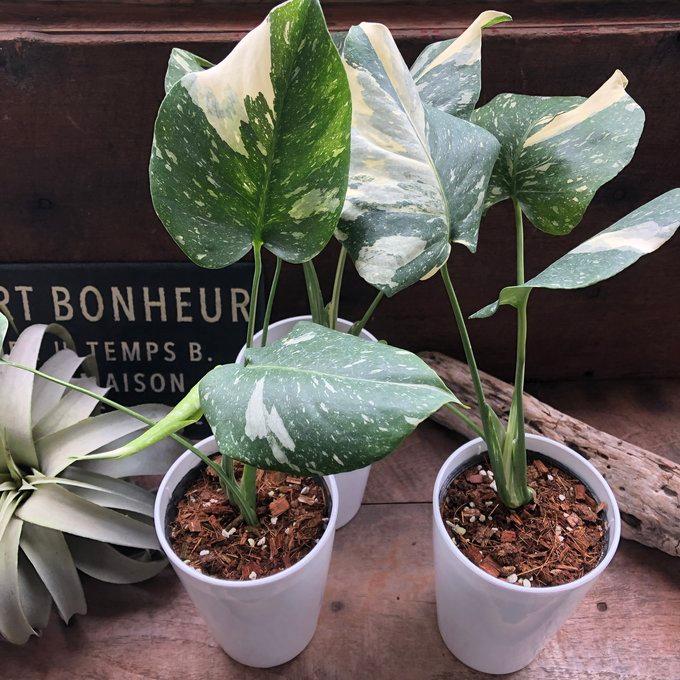 観葉植物☆斑入りモンステラ　お値下げ 観葉植物☆斑入りモンステラ お値下げ 最終値下げ☆ 斑入り モンステラ‬