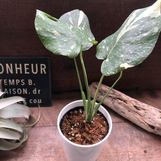 斑入りモンステラ 希少 立派な観葉植物 : パリジェンヌ - 通販 - Yahoo