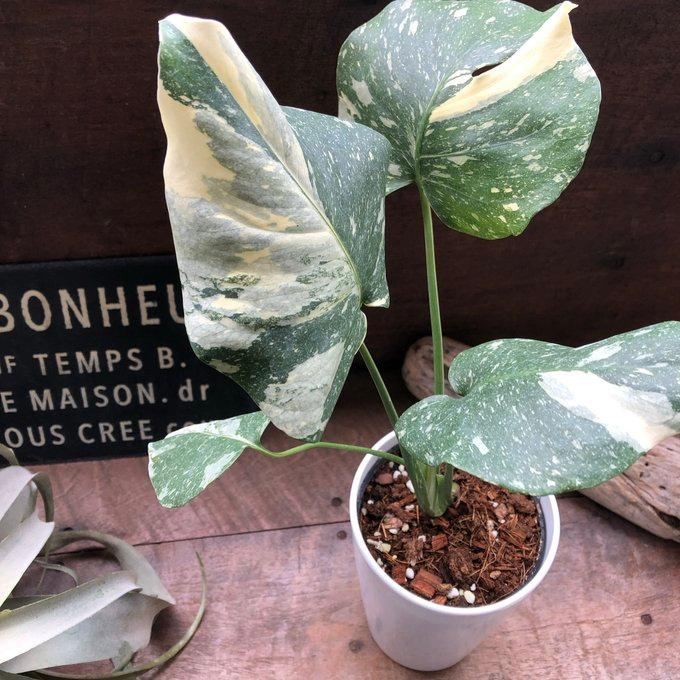 希少品種！斑入りモンステラ1鉢　約30cmのしっかり大葉♡ 斑入りモンステラ 希少 立派な観葉植物 : パリジェンヌ - 通販 - Yahoo