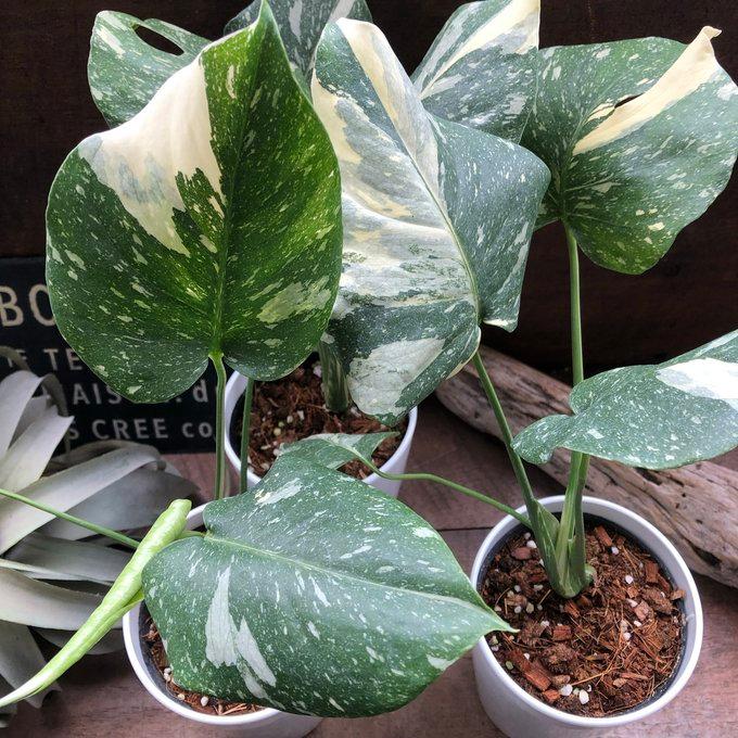 斑入りモンステラ 希少 立派な観葉植物 : パリジェンヌ - 通販 - Yahoo